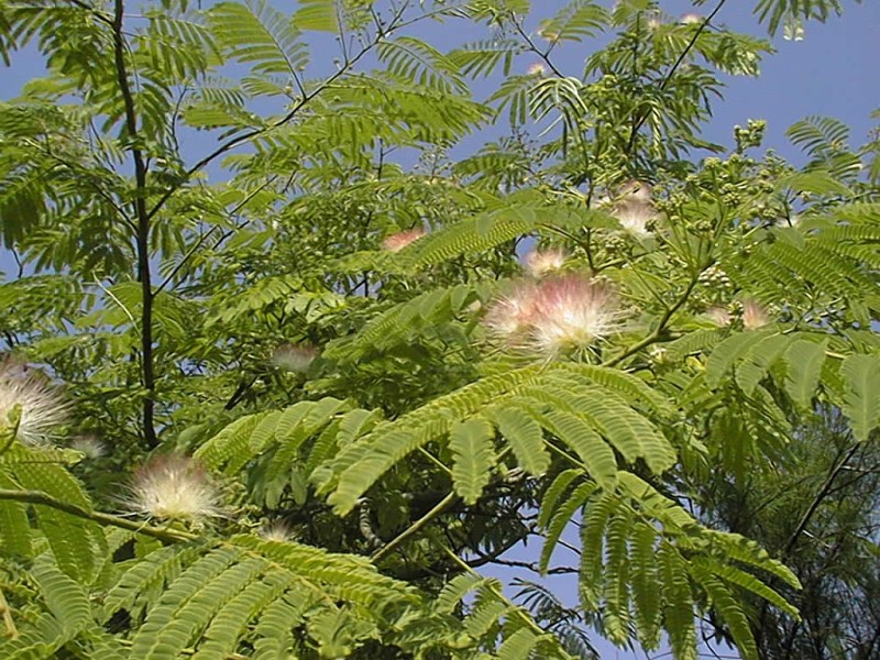 albizia